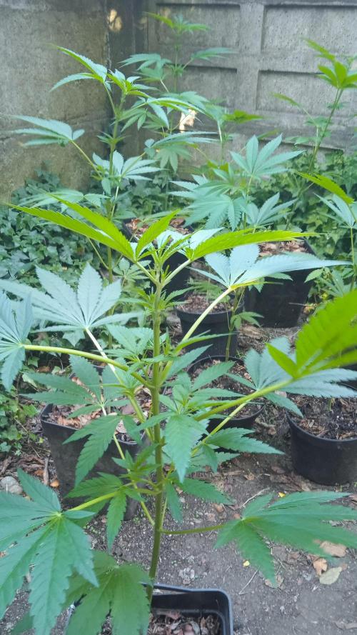 E.SkunkHaze x HinduKush Organic Regular. Week 7