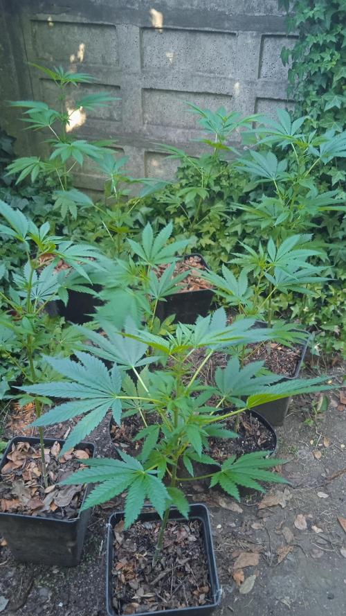 E.SkunkHaze x HinduKush Organic Regular. Week 7