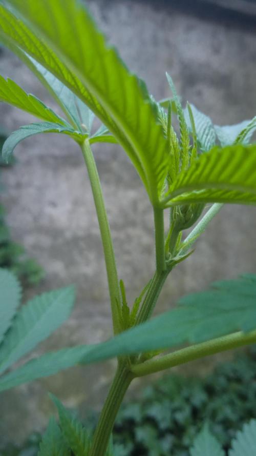E.SkunkHaze x HinduKush Organic Regular. Week 7