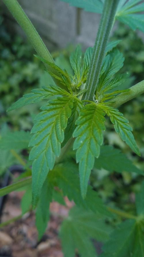 E.SkunkHaze x HinduKush Organic Regular. Week 7