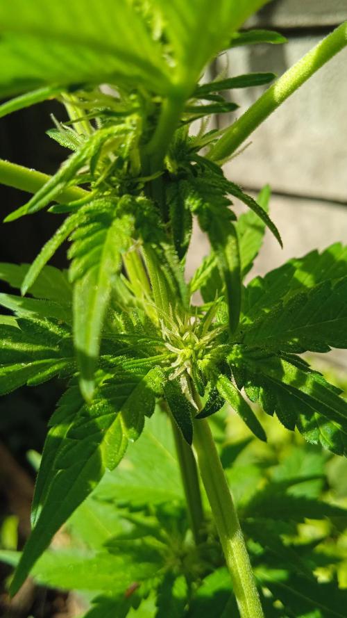 E.SkunkHaze x HinduKush Organic Regular. Week 8