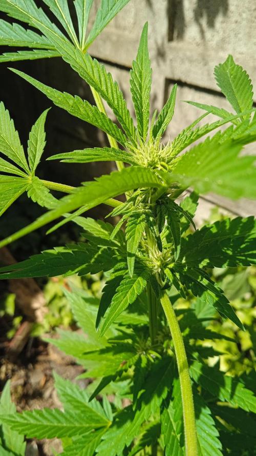 E.SkunkHaze x HinduKush Organic Regular. Week 8