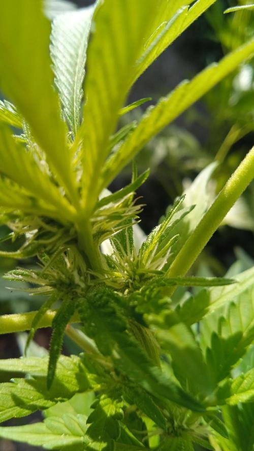 E.SkunkHaze x HinduKush Organic Regular. Week 8