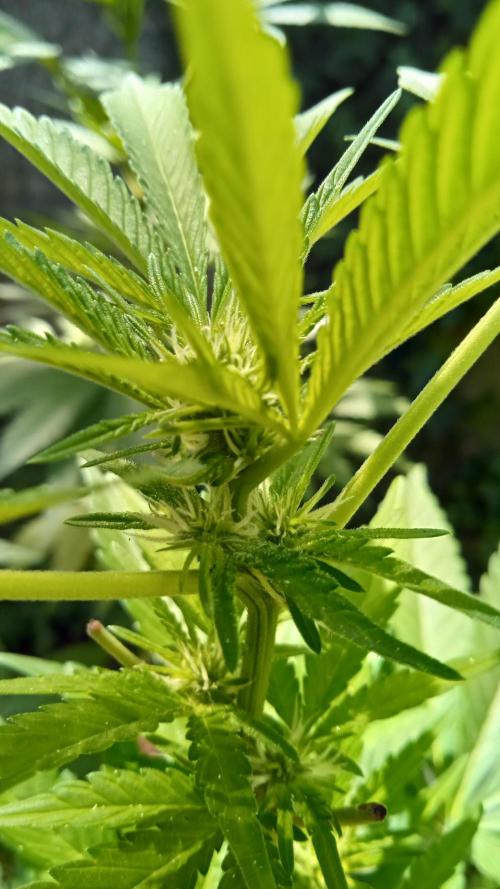 E.SkunkHaze x HinduKush Organic Regular. Week 8