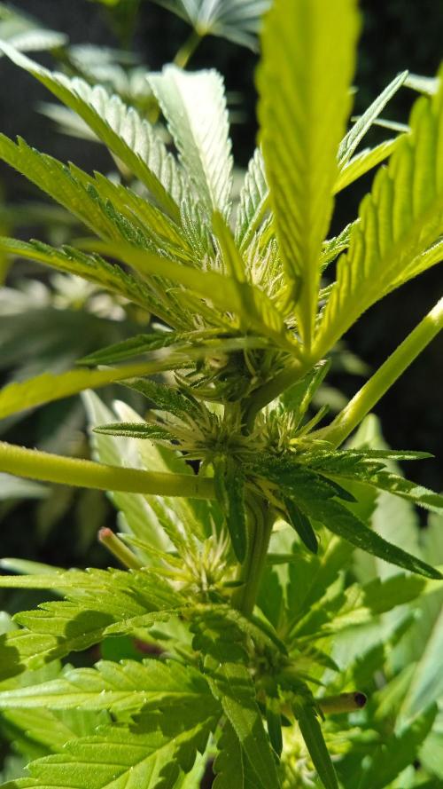 E.SkunkHaze x HinduKush Organic Regular. Week 8