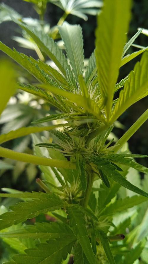 E.SkunkHaze x HinduKush Organic Regular. Week 8