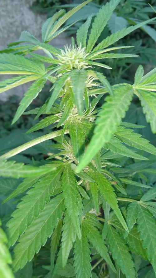 E.SkunkHaze x HinduKush Organic Regular. Week 9