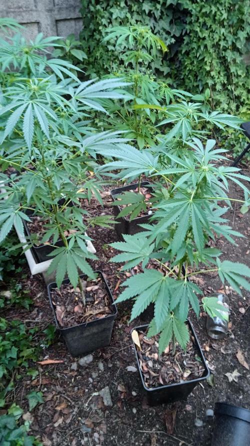 E.SkunkHaze x HinduKush Organic Regular. Week 9