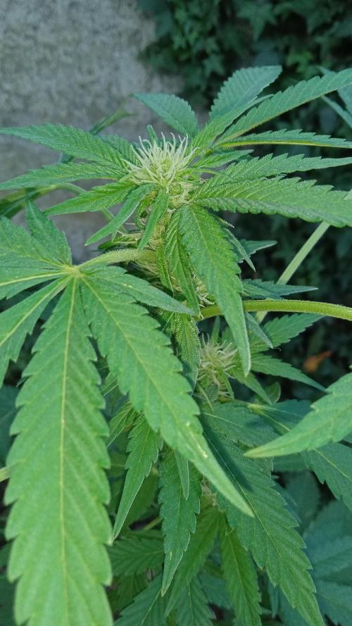 E.SkunkHaze x HinduKush Organic Regular. Week 9