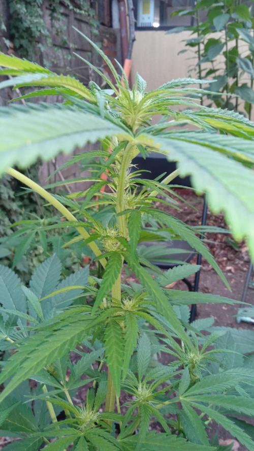 E.SkunkHaze x HinduKush Organic Regular. Week 9