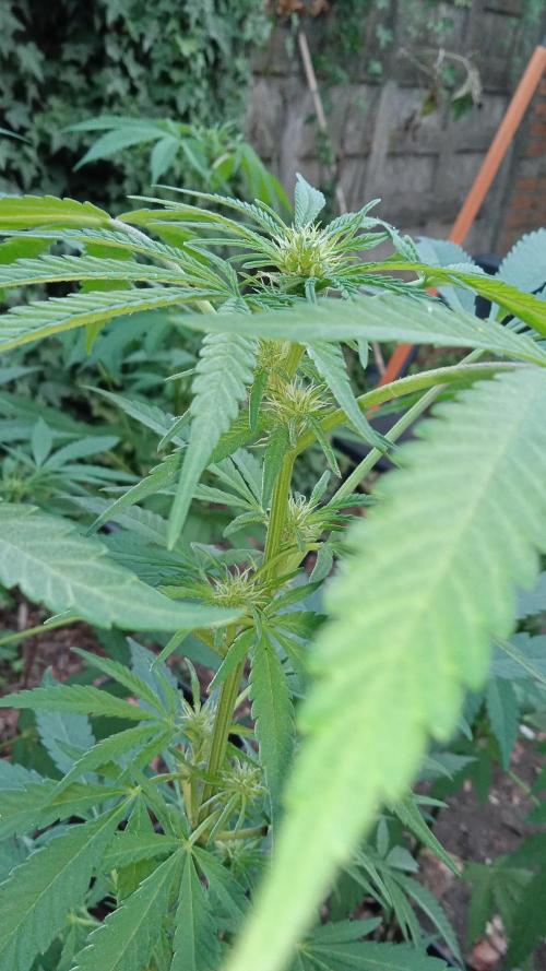 E.SkunkHaze x HinduKush Organic Regular. Week 9