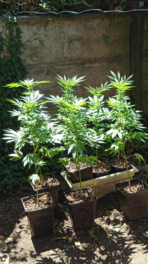 E.SkunkHaze x HinduKush Organic Regular. Week 9