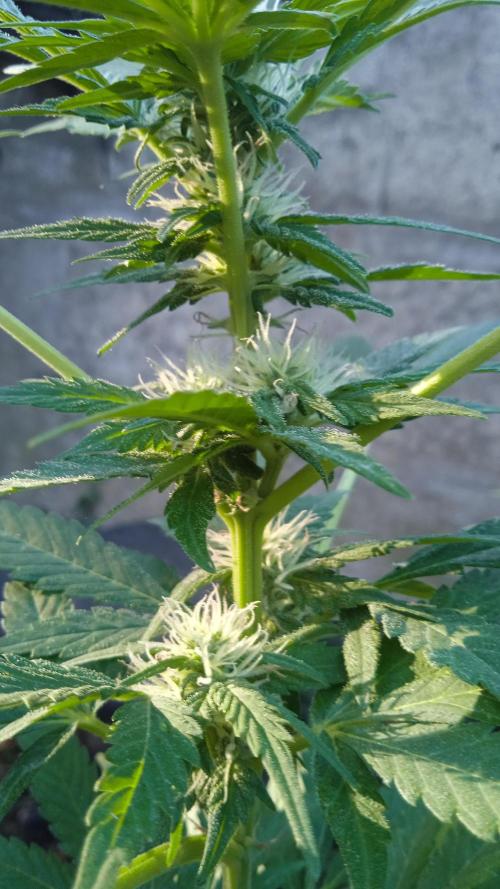 E.SkunkHaze x HinduKush Organic Regular. Week 10