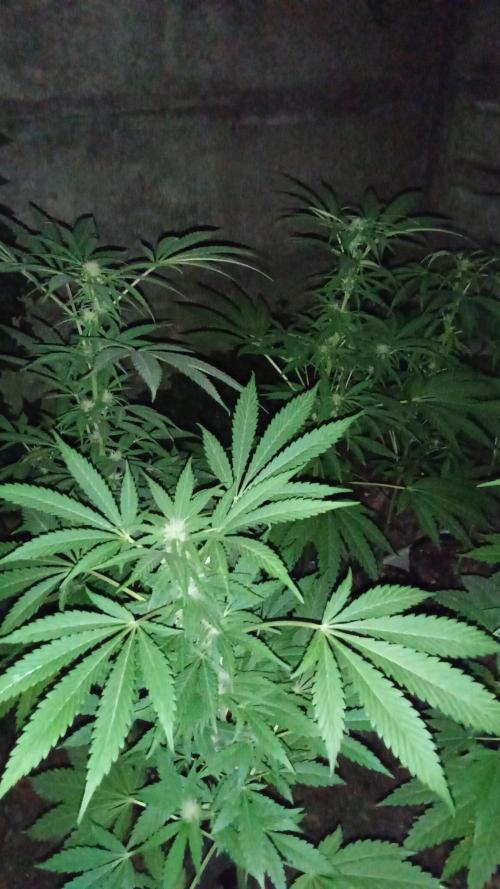 E.SkunkHaze x HinduKush Organic Regular. Week 10