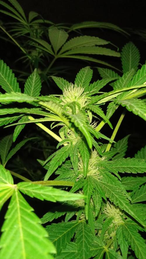 E.SkunkHaze x HinduKush Organic Regular. Week 10