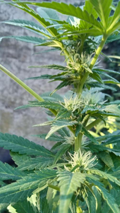 E.SkunkHaze x HinduKush Organic Regular. Week 10