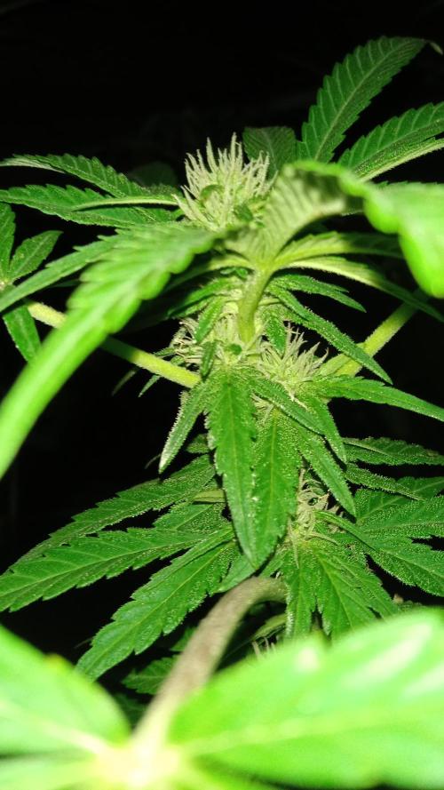 E.SkunkHaze x HinduKush Organic Regular. Week 10