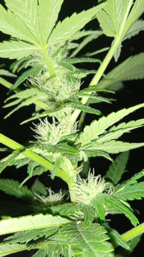 E.SkunkHaze x HinduKush Organic Regular. Week 10