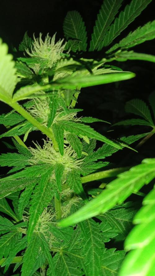 E.SkunkHaze x HinduKush Organic Regular. Week 10
