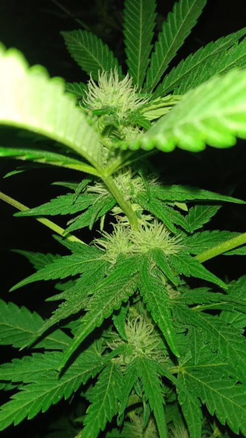 E.SkunkHaze x HinduKush Organic Regular. Week 10