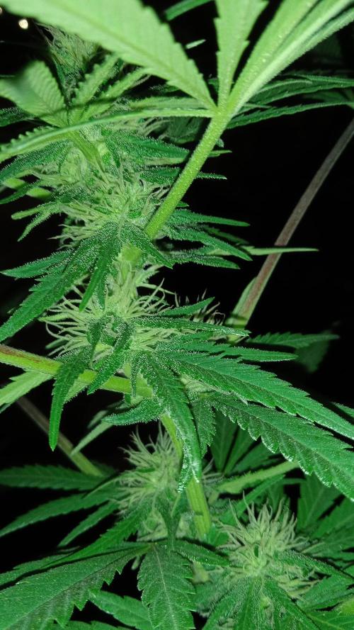E.SkunkHaze x HinduKush Organic Regular. Week 11