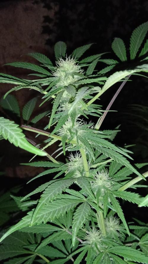 E.SkunkHaze x HinduKush Organic Regular. Week 11