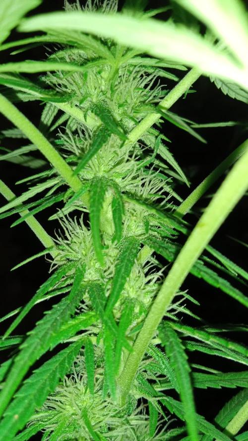 E.SkunkHaze x HinduKush Organic Regular. Week 11