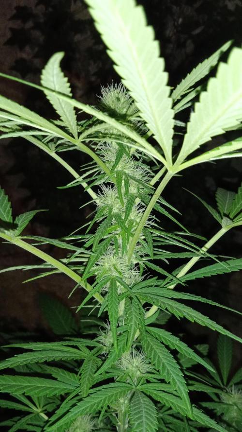 E.SkunkHaze x HinduKush Organic Regular. Week 11