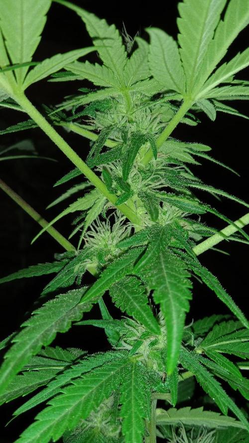 E.SkunkHaze x HinduKush Organic Regular. Week 11