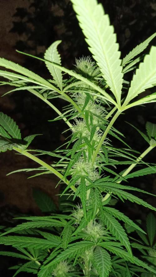 E.SkunkHaze x HinduKush Organic Regular. Week 11