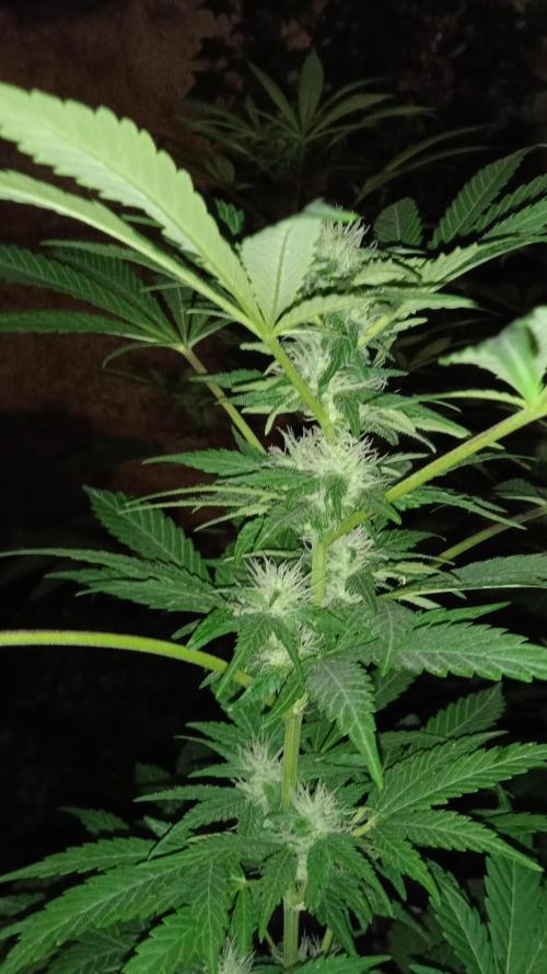 E.SkunkHaze x HinduKush Organic Regular. Week 11