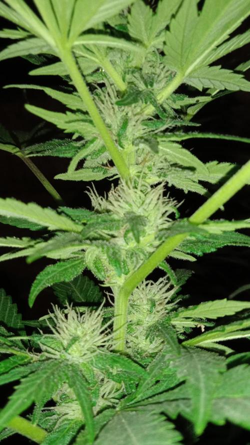 E.SkunkHaze x HinduKush Organic Regular. Week 11