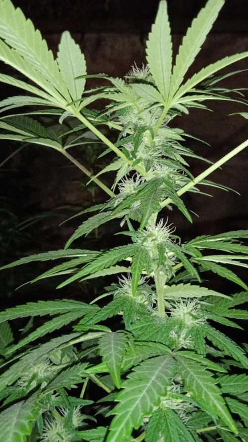 E.SkunkHaze x HinduKush Organic Regular. Week 11