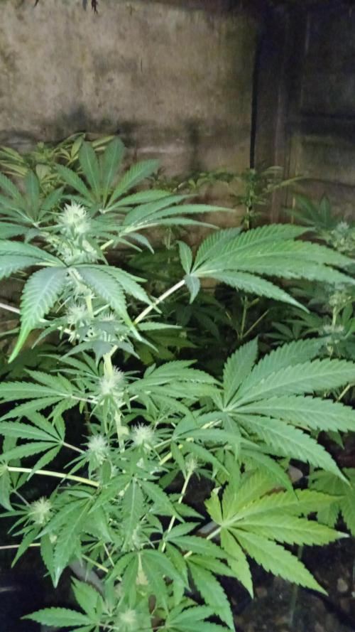 E.SkunkHaze x HinduKush Organic Regular. Week 11