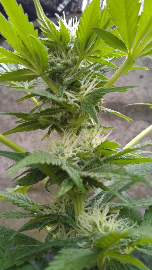 E.SkunkHaze x HinduKush Organic Regular. Week 11