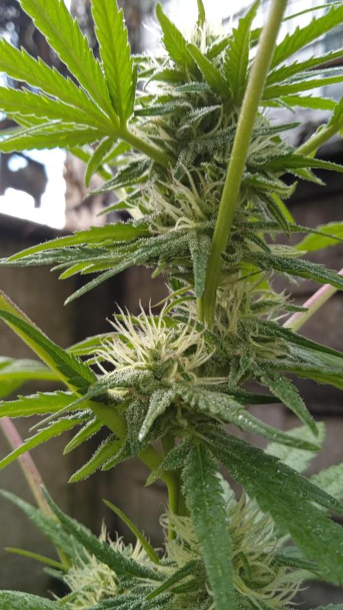 E.SkunkHaze x HinduKush Organic Regular. Week 11