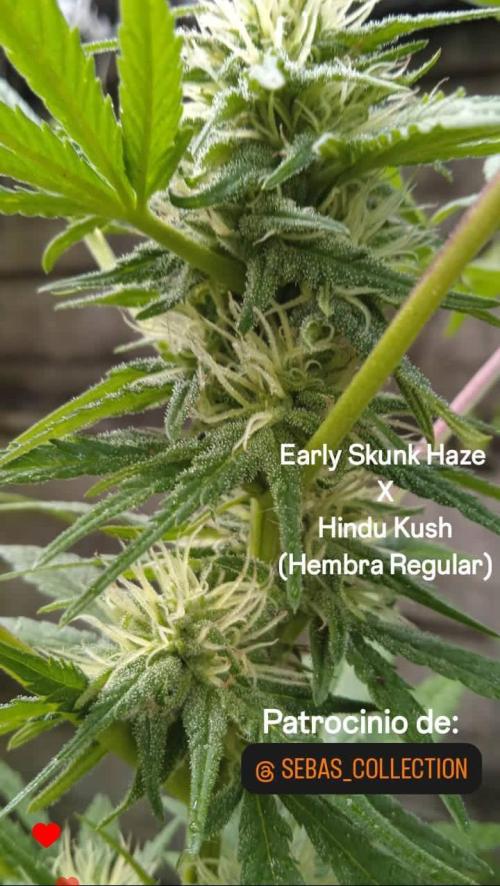 E.SkunkHaze x HinduKush Organic Regular. Week 11