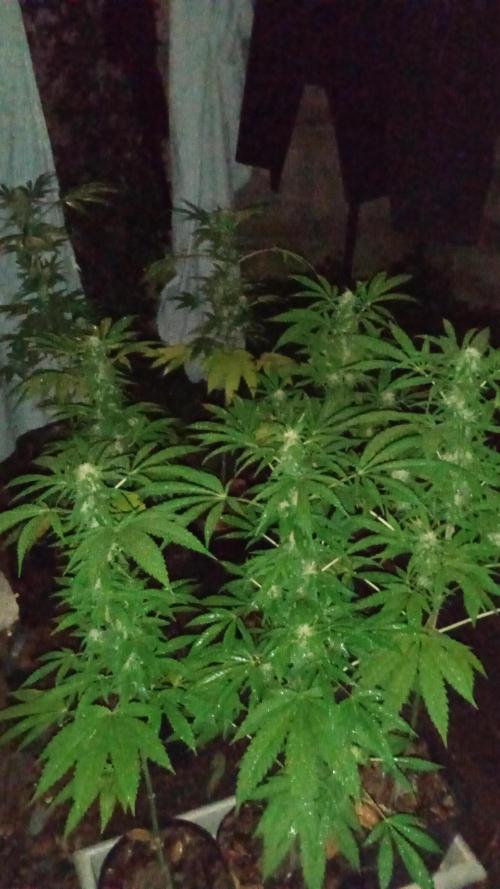 E.SkunkHaze x HinduKush Organic Regular. Week 12