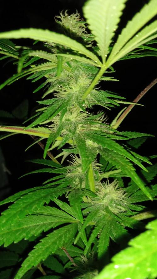 E.SkunkHaze x HinduKush Organic Regular. Week 12