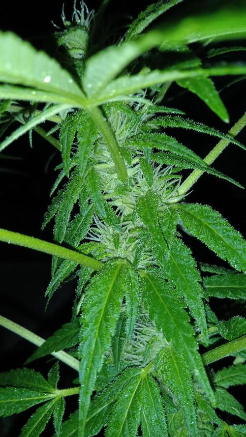 E.SkunkHaze x HinduKush Organic Regular. Week 12
