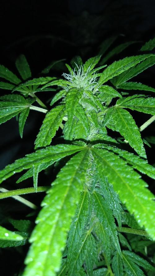 E.SkunkHaze x HinduKush Organic Regular. Week 12
