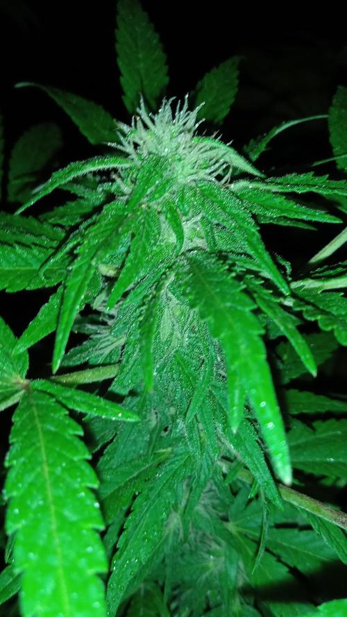 E.SkunkHaze x HinduKush Organic Regular. Week 12