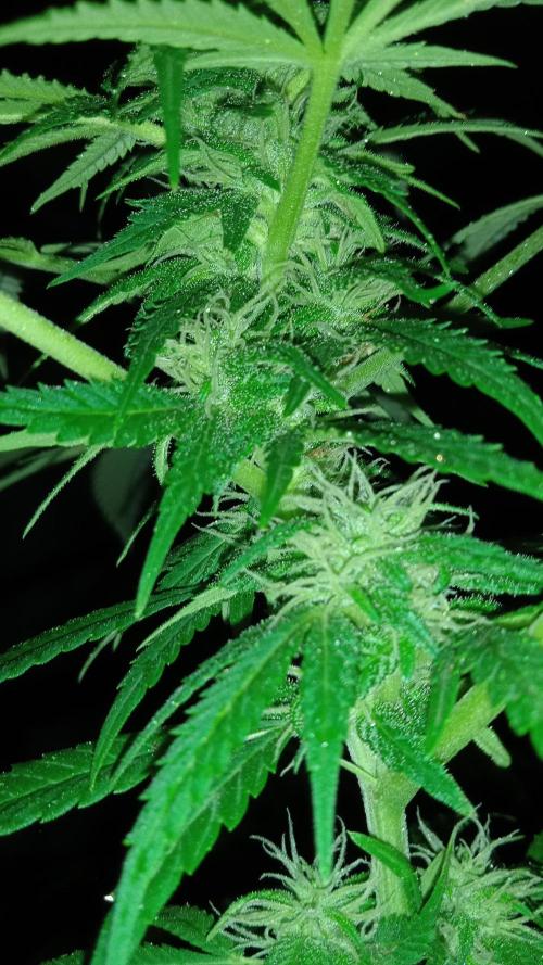 E.SkunkHaze x HinduKush Organic Regular. Week 12