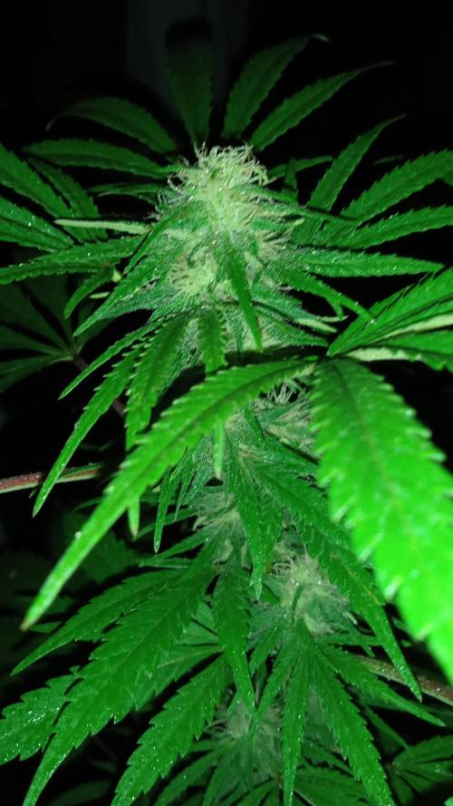 E.SkunkHaze x HinduKush Organic Regular. Week 12