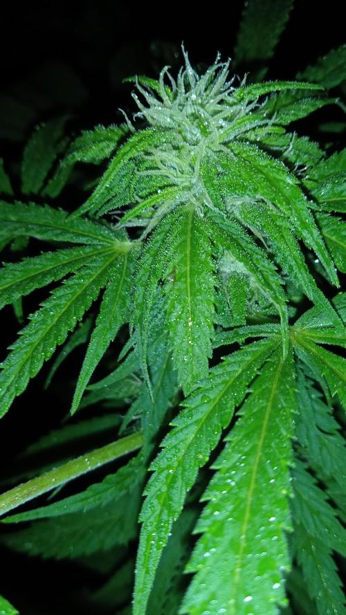 E.SkunkHaze x HinduKush Organic Regular. Week 12