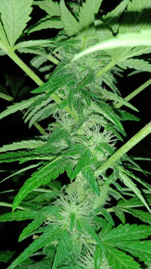E.SkunkHaze x HinduKush Organic Regular. Week 12