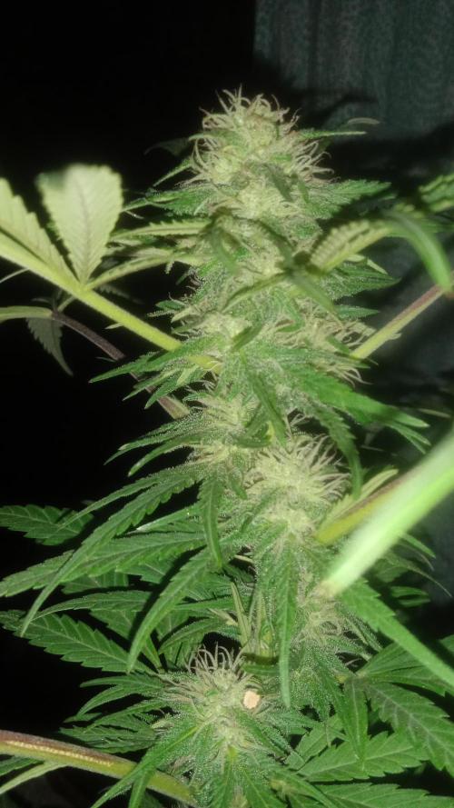 E.SkunkHaze x HinduKush Organic Regular. Week 12