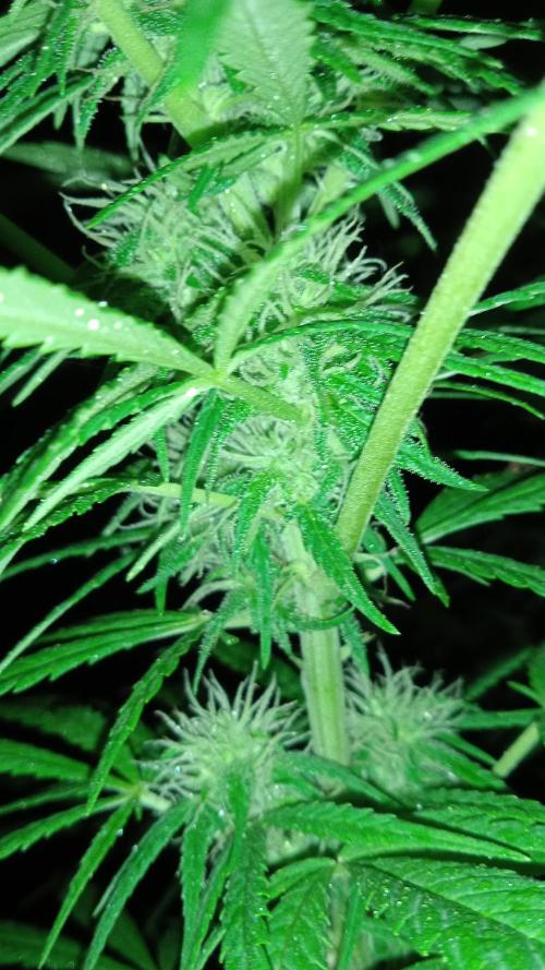 E.SkunkHaze x HinduKush Organic Regular. Week 12