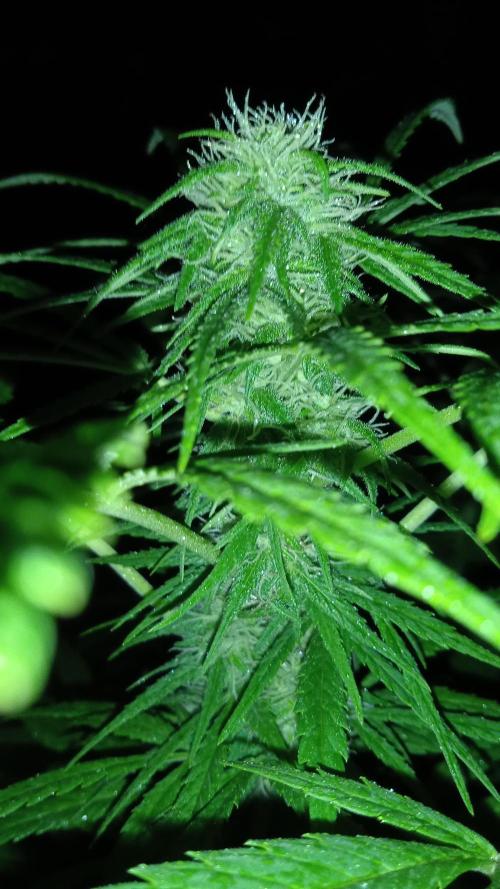 E.SkunkHaze x HinduKush Organic Regular. Week 12