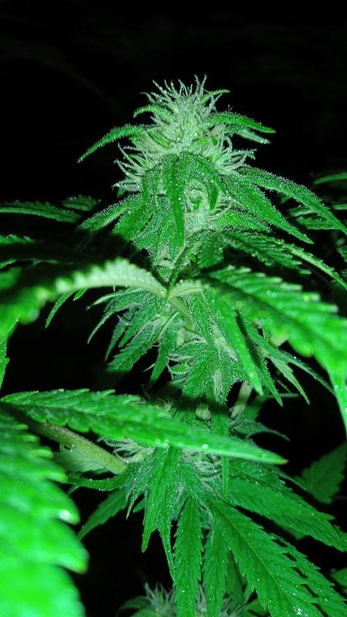 E.SkunkHaze x HinduKush Organic Regular. Week 12